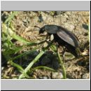 Silpha obscura Flachsteifiger Aaskaefer 03.jpg